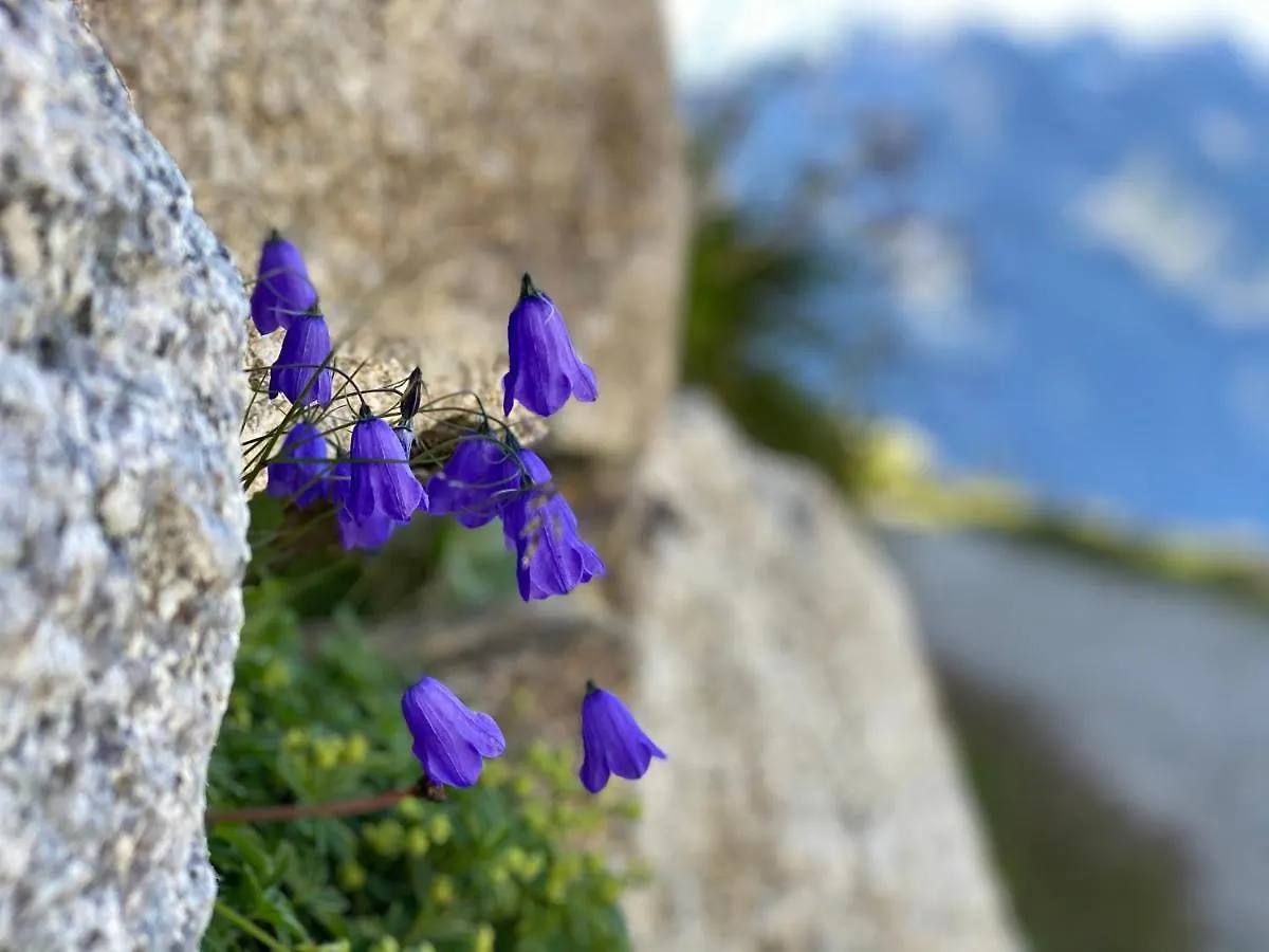 Rocky Studio Chamonix Sud 0*,